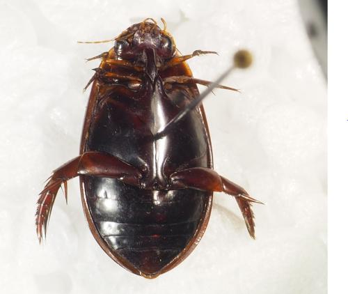 Réf. 331 961 : Megadytes sp.